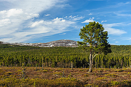 瑞典,自然保护区,林中空地,孤单,欧洲赤松,樟子松,北方针叶林