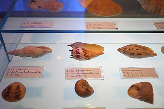 大连贝壳博物馆中的展品