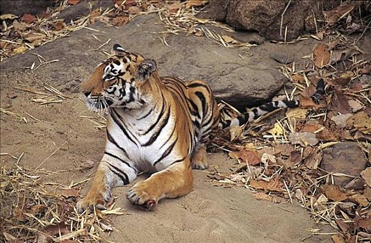 虎,孟加拉虎,濒危物种,哺乳动物,甘哈国家公园,中央邦,印度,亚洲,动物
