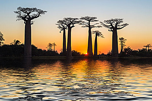 猴面包树,反射,水,日落,穆龙达瓦,省,马达加斯加,非洲
