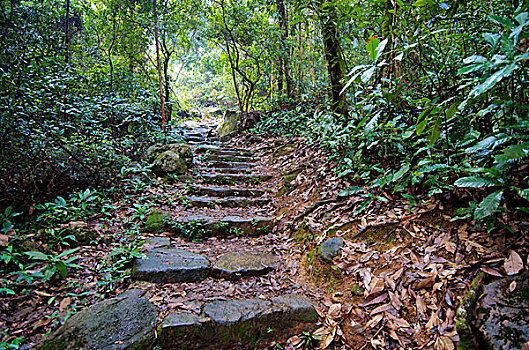 香港,自然公园,丛林,小路,石头,台阶,山,视点