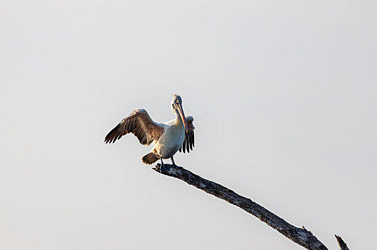 生活在淡水沼泽及浅水湖的卷羽鹈鹕鸟
