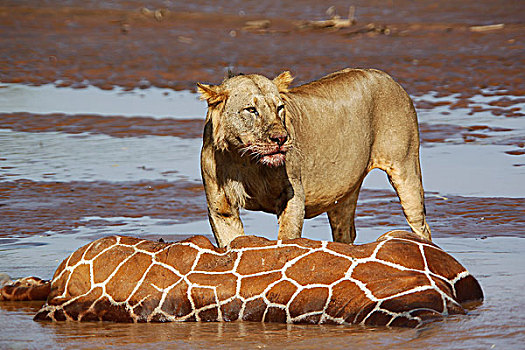 非洲狮,狮子,吃,网纹长颈鹿,困住,淹没,河,公园,肯尼亚