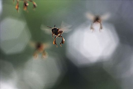 飞,蜜蜂,亚马逊盆地,巴西