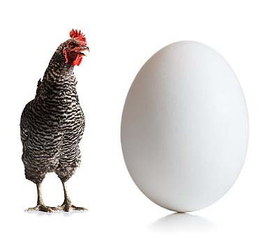 鸡,蛋
