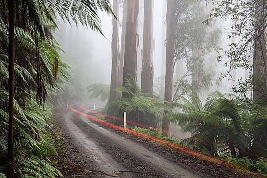 湿,碎石路,光影,雾,雨林,亚拉山国家公园,维多利亚,澳大利亚,大洋洲