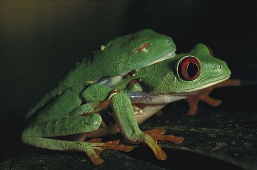 红眼树蛙,上方,眼睛,雌性,交配,兴奋,蛋,热带,雨林,中美洲