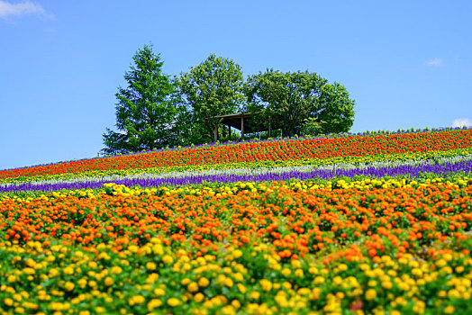 花圃,北海道,日本