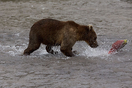 堪察加半岛,棕熊,跳跃,红大马哈鱼,红鲑鱼,河,靠近,湖,俄罗斯,欧洲