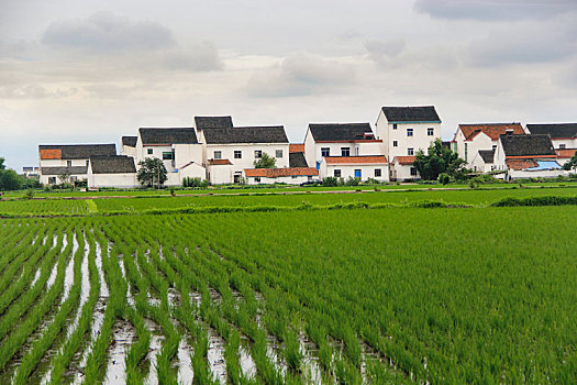 田园风光,乡村人家