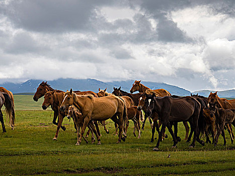 马,牧群,小马,湖,吉尔吉斯斯坦,亚洲