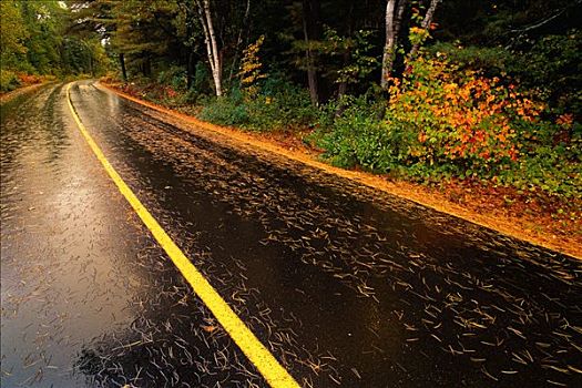 道路,树,阿尔冈金省立公园,安大略省,加拿大