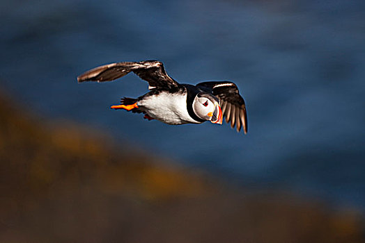 大西洋角嘴海雀,北极,飞行,岛屿,冰岛,欧洲