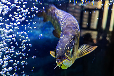 金龍魚圖片