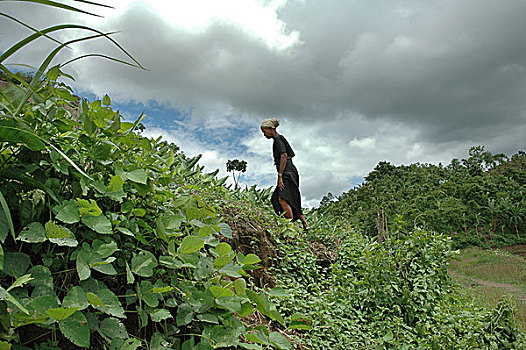 种族,女人,走,向上,斜坡,山,孟加拉,六月,2005年,农业,产品,影响,贫穷