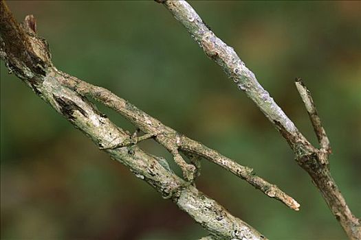 竹节虫,模仿,细枝,国家公园,澳大利亚