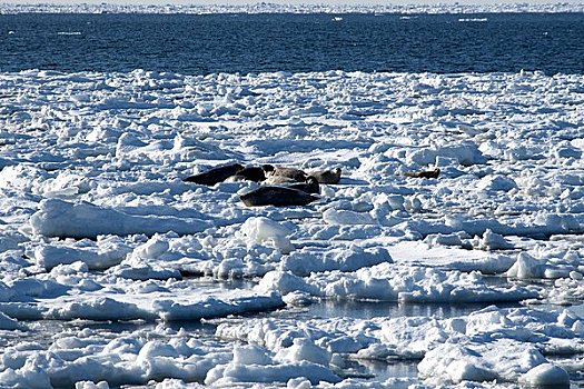 海豹,浮冰