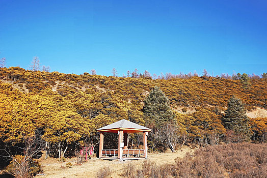 云南香格里拉普达措国家公园