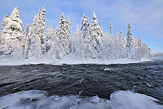 河,积雪,树林,库萨莫,北方,芬兰