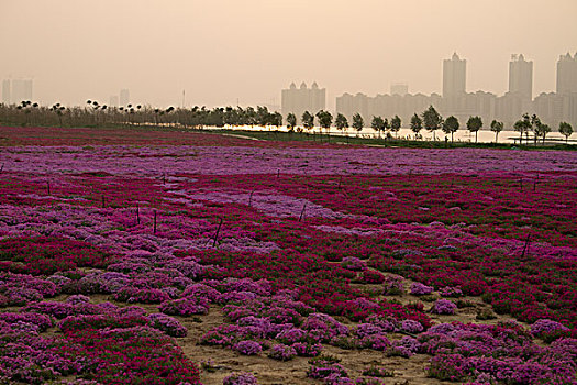 河边红花草