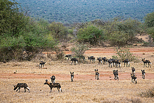 肯尼亚,野狗,移动,独特,色斑,外套,耳,白色,尾部