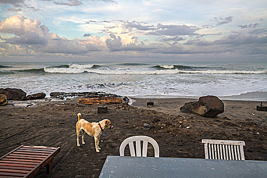 孤单,狗,空,海滩