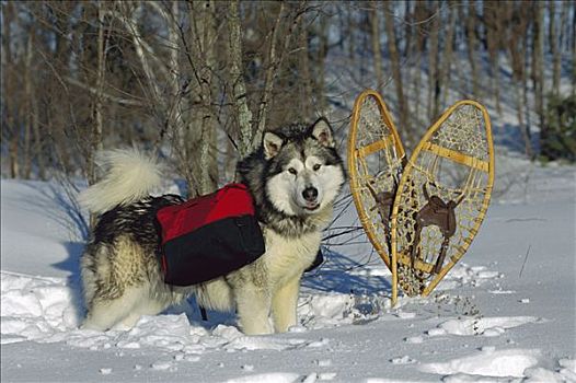 阿拉斯加雪橇犬,狗,雪中,穿