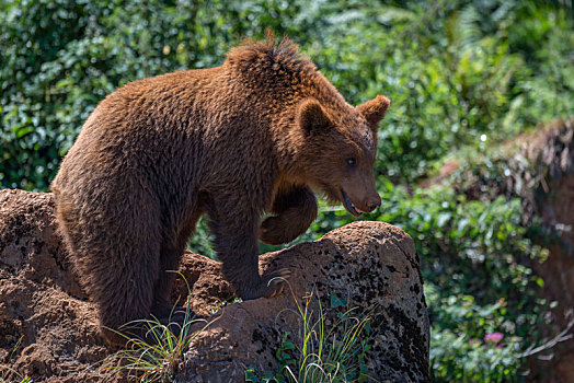 棕熊,岩石上,抬起,爪子