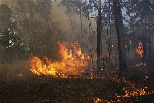 火,卡卡杜国家公园,北领地州,澳大利亚