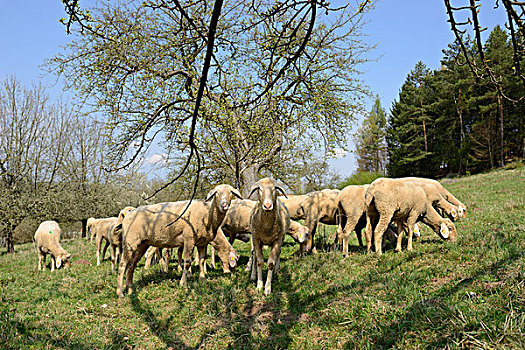 特写,牧群,绵羊,小树林,巴伐利亚,德国