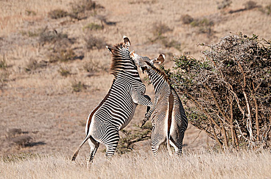 斑马,细纹斑马,争斗,莱瓦野生动物保护区,肯尼亚