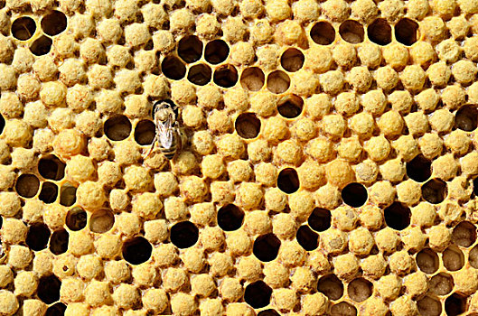 蜜蜂,意大利蜂,窝,蜂巢