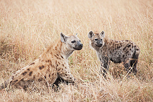 斑点,鬣狗,肯尼亚,非洲