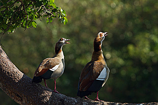 埃及,鹅,叫,埃及雁,马赛马拉,野生动植物保护区,肯尼亚