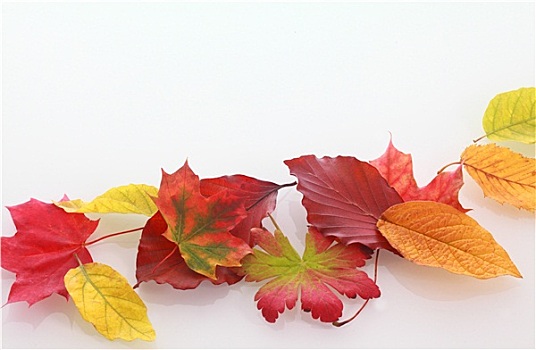 多样,彩色,秋叶,白色背景,背景