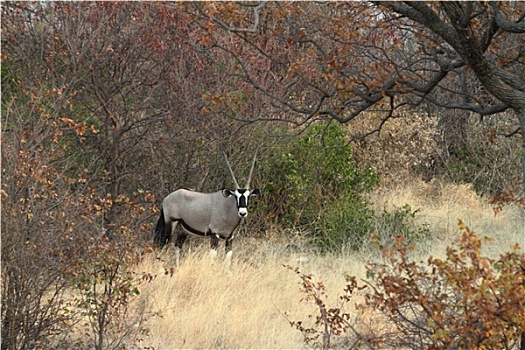 长角羚羊,羚羊,公园,纳米比亚
