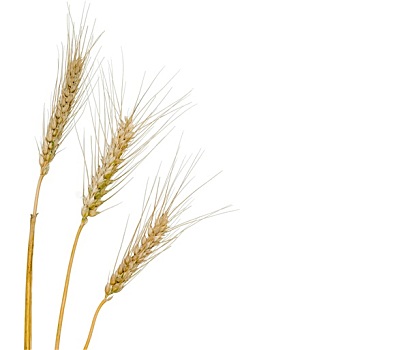 小麦,隔绝,白色背景,背景