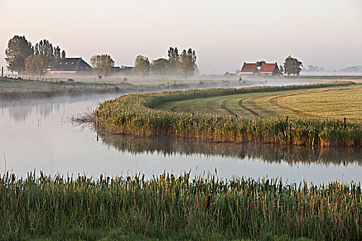荷兰,农场,晨雾
