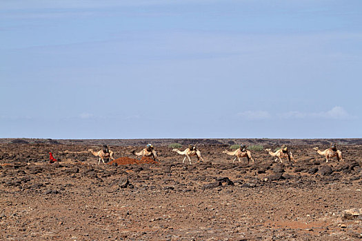 骆驼,驼队,北方,肯尼亚