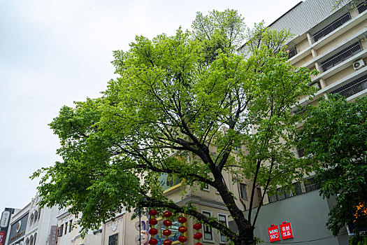 广州2023年春天三月春雨中的北京路步行街美景