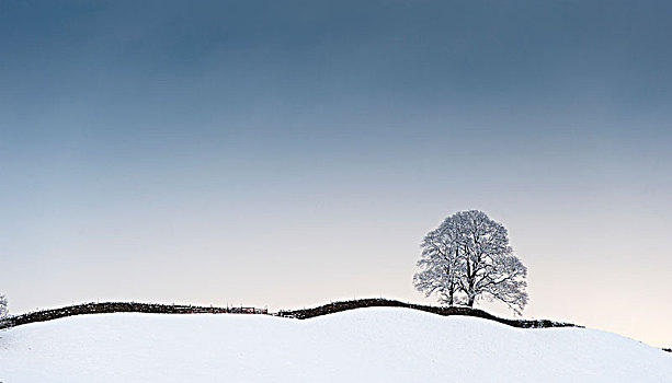孤树,积雪,山脊,北约克郡,英格兰