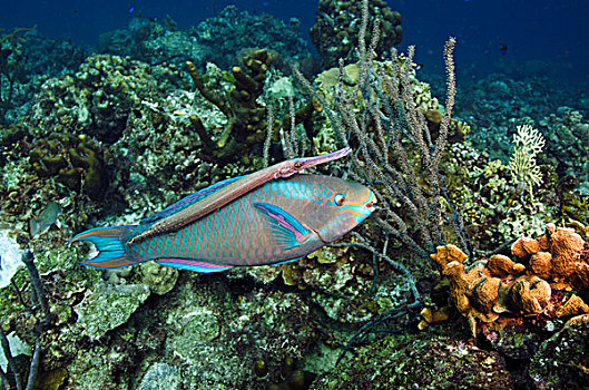 鹦嘴鱼,喇叭鱼,博奈尔岛,荷属安的列斯,加勒比