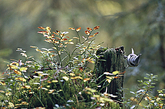 凤头山雀,芬兰
