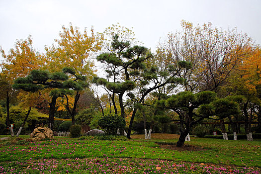 山东省日照市,无惧风吹雨打,初冬的植物园色彩斑斓景色迷人,游客冒雨游园游兴大发