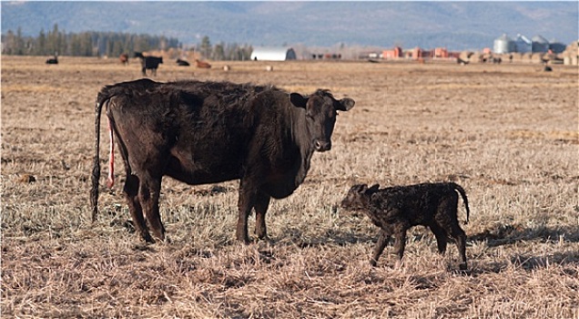 女性,母牛,一个,钟点,老,幼兽,牧场,地点
