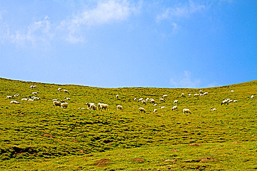 草原山坡上的羊群