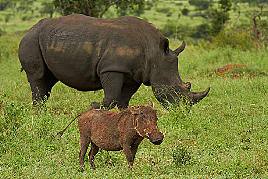 南方,白犀牛,疣猪,克鲁格国家公园,南非