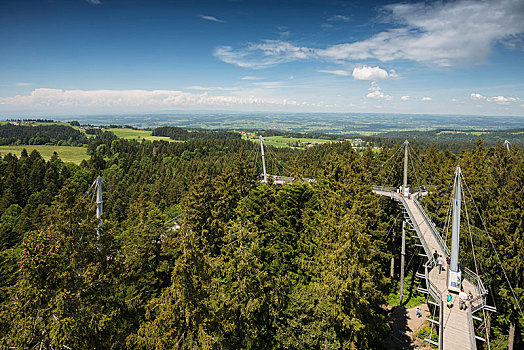 树顶,小路,天桥,斯瓦比亚,巴伐利亚,德国,欧洲