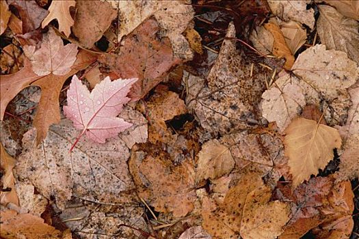 秋叶,林中地面,仙纳度国家公园,弗吉尼亚