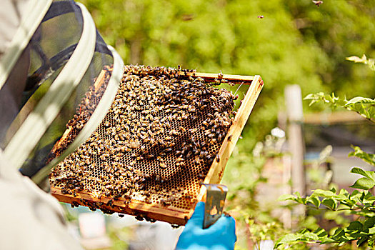 养蜂人,套装,遮住脸,拿着,蜂窝,遮盖,蜜蜂